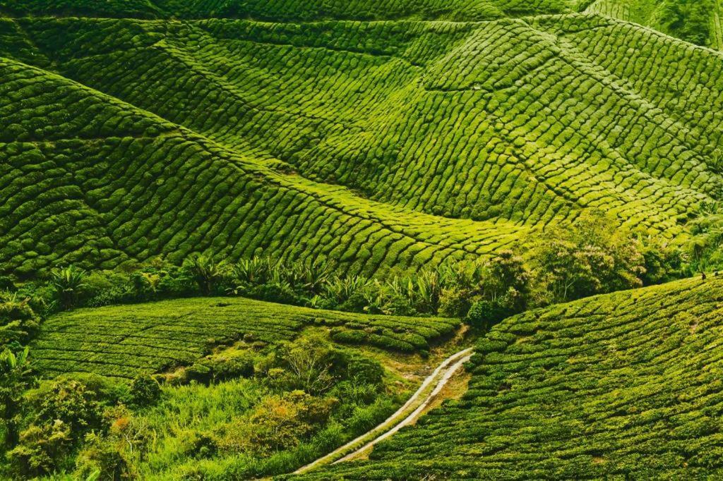 Mag Homestay At Crown Imperial Court, Brinchang Cameron Highlands Exterior foto